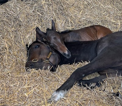 Lot 88 - Newsells Park Stud: Private Tour for x4 guests...