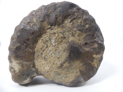 Lot 569 - A specimen ammonite, probably Hildoceras...