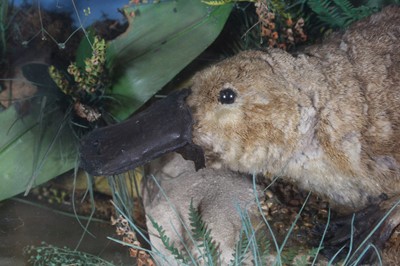 Lot 3696 - An early 20th century taxidermy Duck-Billed...