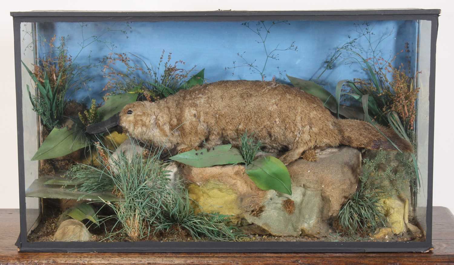 Lot 3696 - An early 20th century taxidermy Duck-Billed...