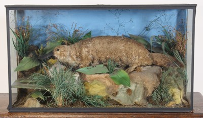 Lot 3696 - An early 20th century taxidermy Duck-Billed...