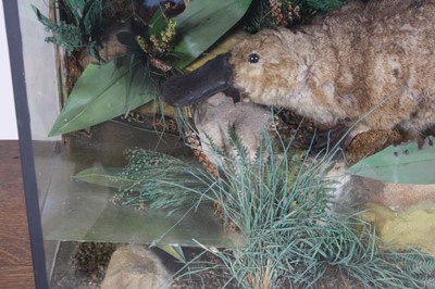 Lot 3696 - An early 20th century taxidermy Duck-Billed...