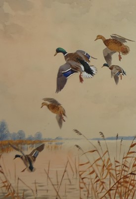 Lot 1328 - John Cyril Harrison (1898-1985) - Mallard...