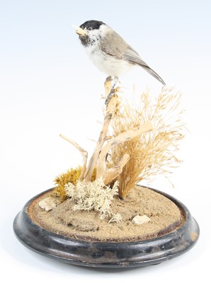 Lot 3615 - A taxidermy Marsh Tit (Poecile palustris),...