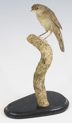 Lot 3665 - A taxidermy Grasshopper Warbler (Locustella...