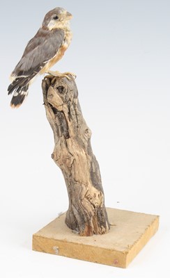 Lot 3633 - A taxidermy African Pygmy Falcon (Polihierax...