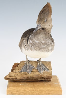 Lot 3628 - A taxidermy Hooded Merganser (Lophodytes...