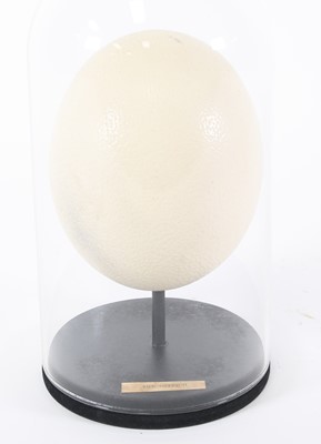 Lot 3632 - An Ostrich (Struthio) egg, beneath a glass...