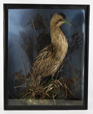Lot 3676 - A Victorian taxidermy Bittern (Botaurus...