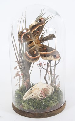 Lot 3605 - A taxidermy Butterfly, mounted upon a branch...