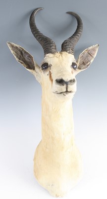 Lot 3599 - A taxidermy Springbok (Antidorcus marsupialis),...
