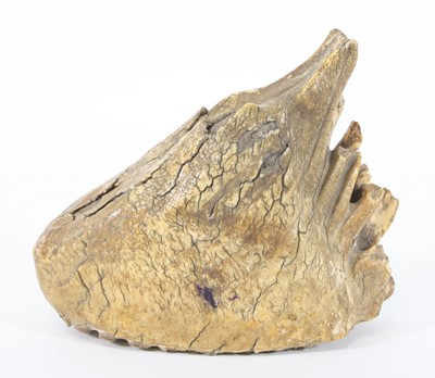 Lot 944 - Natural history, a fossilised Woolly Mammoth...