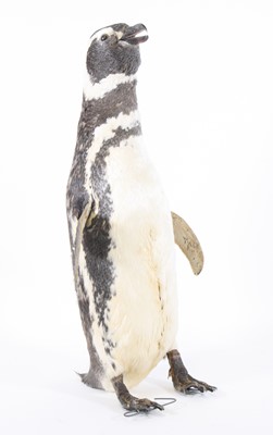 Lot 834 - A taxidermy Magellan Penguin (Spheniscus...