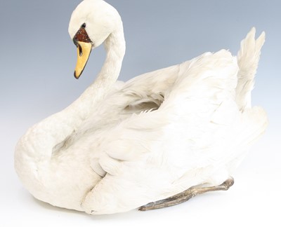 Lot 869 - A taxidermy Mute Swan (Cygnus olor), full...