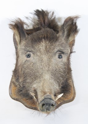 Lot 908 - A 20th century taxidermy European Wild Boar...