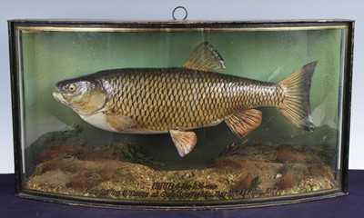 Lot 903 - A mid-20th century taxidermy Chub (Leuciscus...