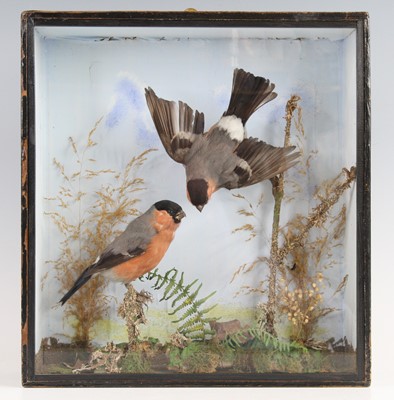 Lot 910 - A pair of Victorian taxidermy Bullfinches...