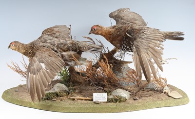 Lot 895 - A brace of taxidermy Red Grouse (Lagopus...