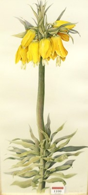 Lot 1100 - Juliet Percy (contemporary) - Fritallarias,...
