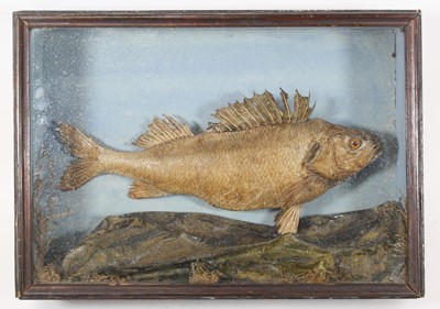 Lot 926 - An early 20th century taxidermy Perch? (Perca...