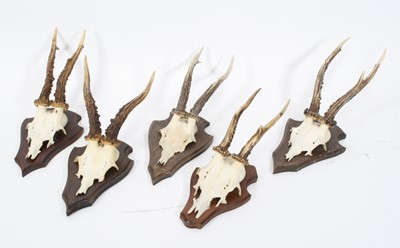 Lot 841 - Roe Deer (Capreolus capreolus), five pairs of...