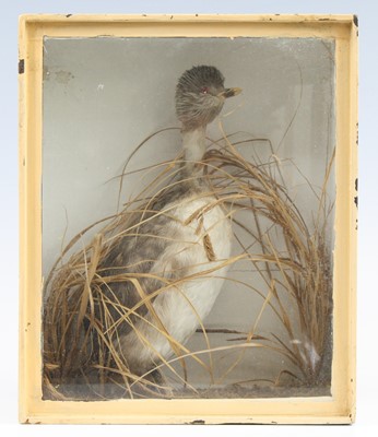 Lot 877 - An early 20th century taxidermy Grebe...