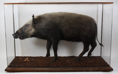 Lot 846 - A taxidermy European Wild Boar (Sus scrofa), a...