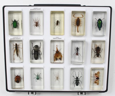 Lot 853 - Entomology: a collection of various arachnids...