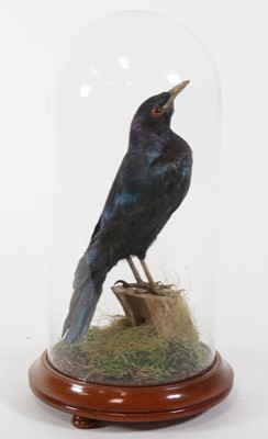 Lot 896 - A taxidermy Glossy Starling (Lamprotornis...