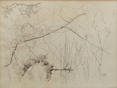 Lot 248 - Paul Earee (1888-1968) - Apple tree, pen and...