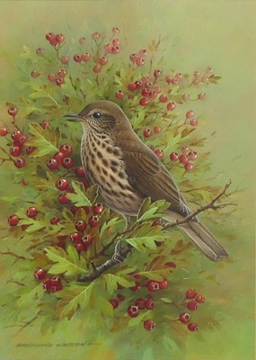 Lot 2363 - Raymond Watson - The song-thrush, gouache,...