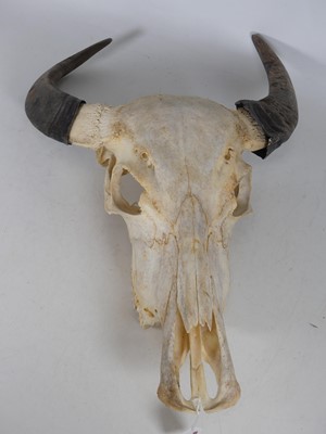 Lot 115 - A water buffalo skull, h.73cm