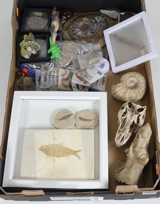 Lot 61 - A collection of fossils, to include amonites,...
