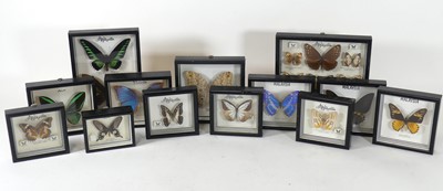 Lot 130 - A collection of butterfly specimens, mainly...