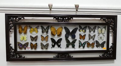 Lot 587 - Lepidoptery - a collection of African/Asian...