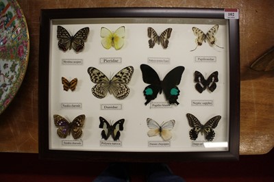Lot 102 - A collection of butterfly and moth specimens,...