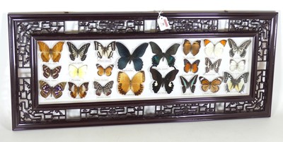 Lot 30 - A display of world butterflies, in a fretwork...