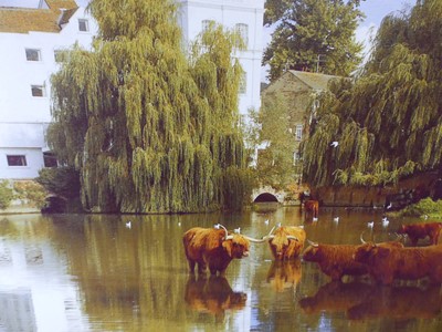 Lot 520 - Cattle watering before The Mill Hotel in...