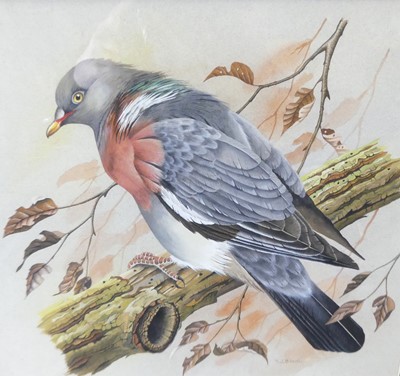 Lot 560 - Terence James Bond (b.1946) - Wood Pigeon upon...