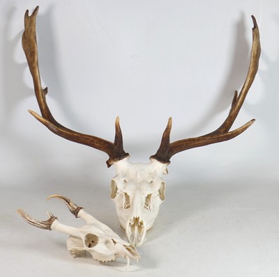 Lot 114 - A Fallow deer skull and antlers, antler span...