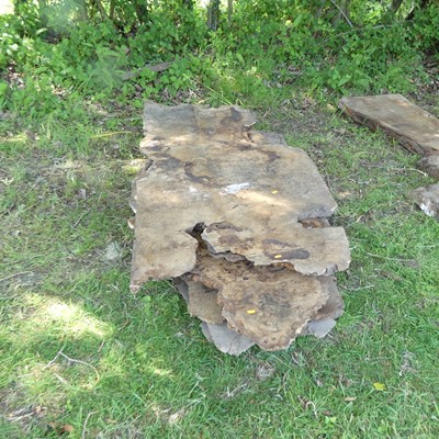 Lot 504 - Five various sawn burr wood plank sections,...
