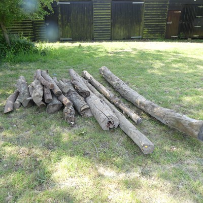 Lot 508 - A large quantity of part-sawn timber branches
