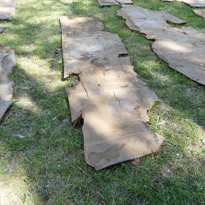 Lot 510 - A burr wood sawn timber section, depth 2", max...