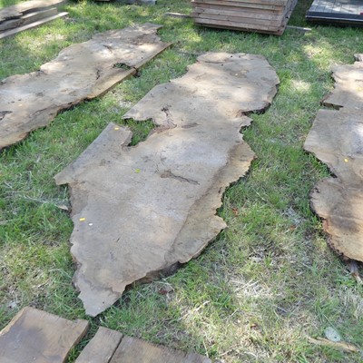 Lot 511 - A burr wood sawn timber section, depth 2", max...