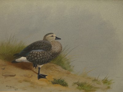 Lot 531 - Philip Rickman - Abyssinian blue winged goose,...