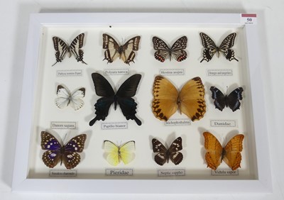 Lot 50 - A framed display of butterfly specimens, 32 x...