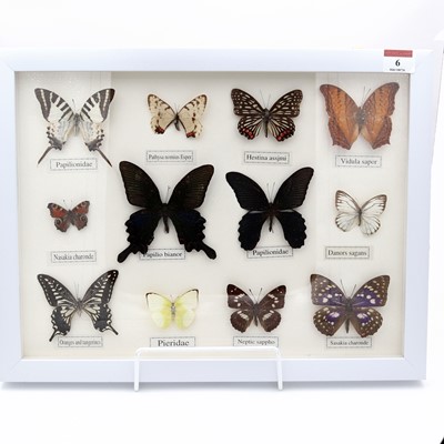 Lot 6 - Lepidoptery - a framed display of butterfly...