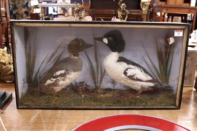 Lot 43 - A brace of early 20th century taxidermy Golden-...