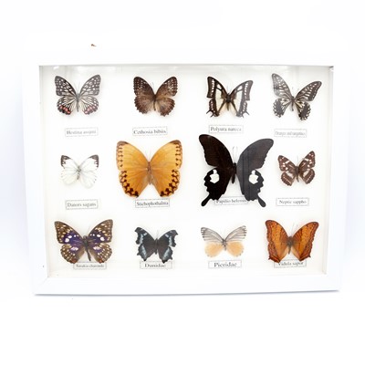 Lot 28 - Lepidoptery, a framed display of South Asian...