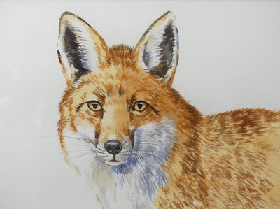 Lot 561 - John Ryan - Fox study, watercolour, 32 x 42cm